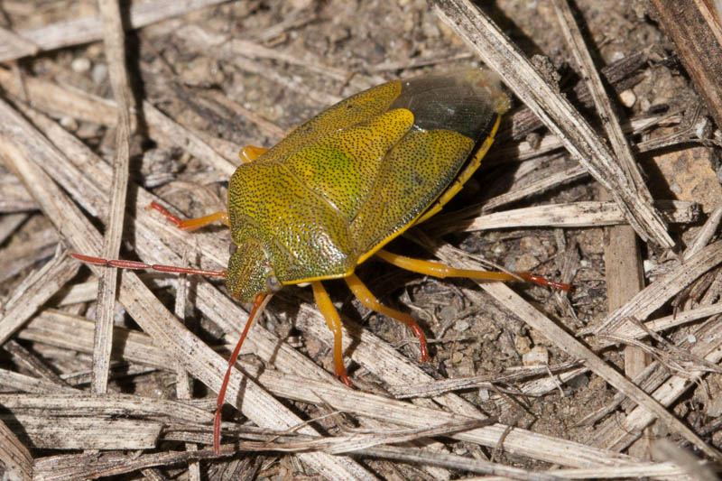 Piezodorus lituratus (Gorse Shieldbug).jpg